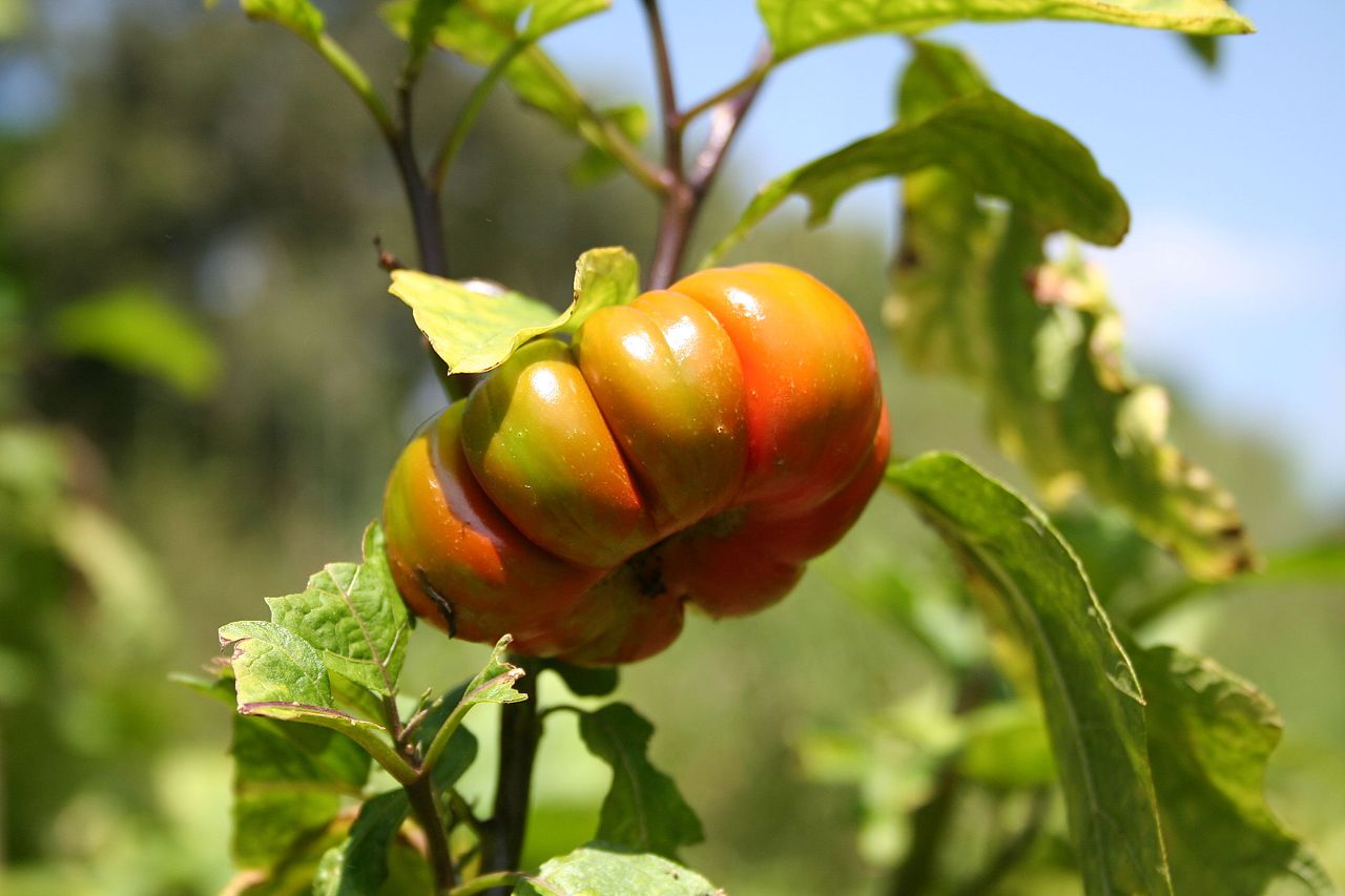 Ethopian Eggplant